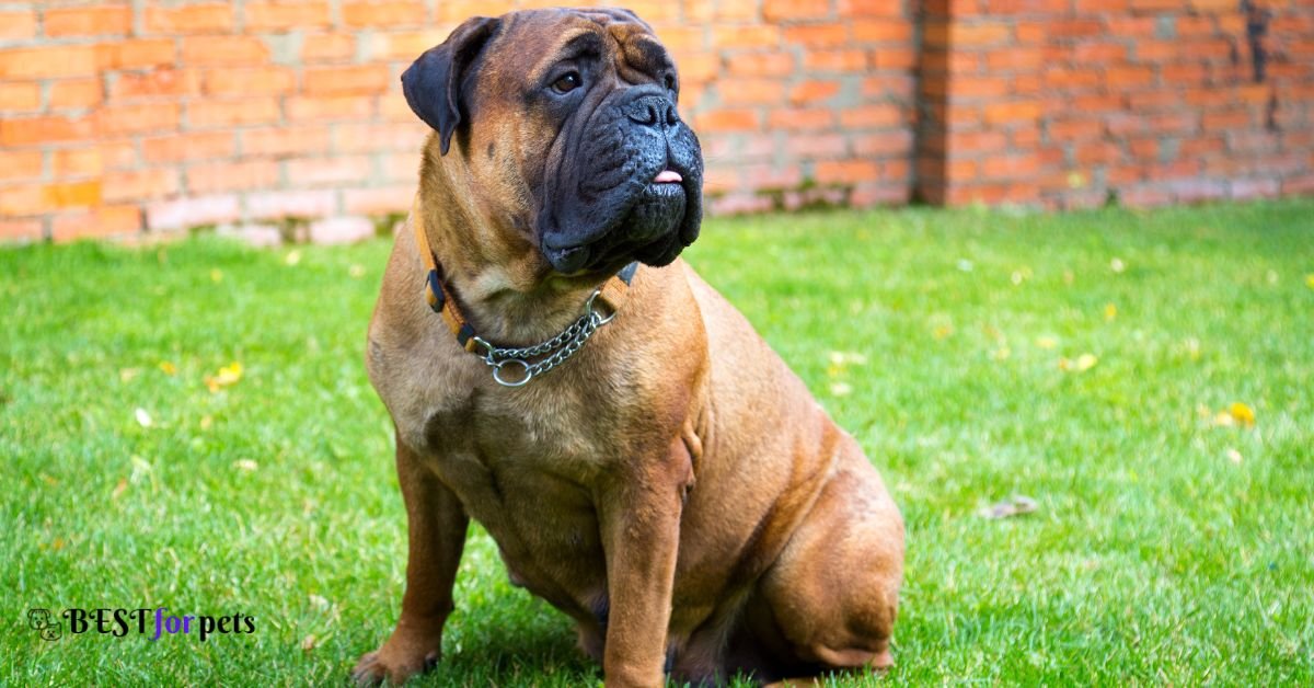 Boxer Dog Vs Bullmastiff - Best For Pets