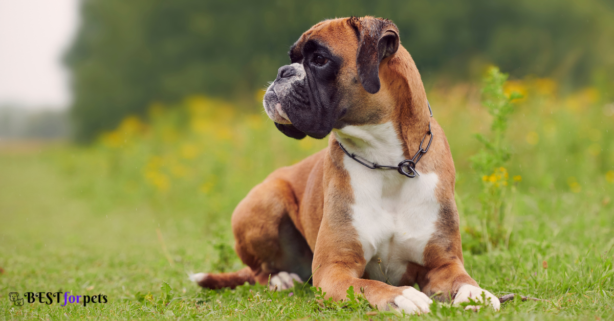 Boxer Dog Vs Rottweiler Comparison