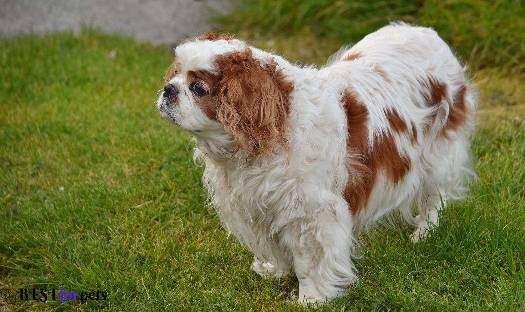 Cavalier King Charles Spaniel -Calm And Gentle Dog Breed