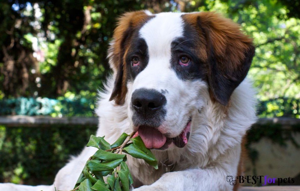 Saint Bernard-Calm And Gentle Dog Breed