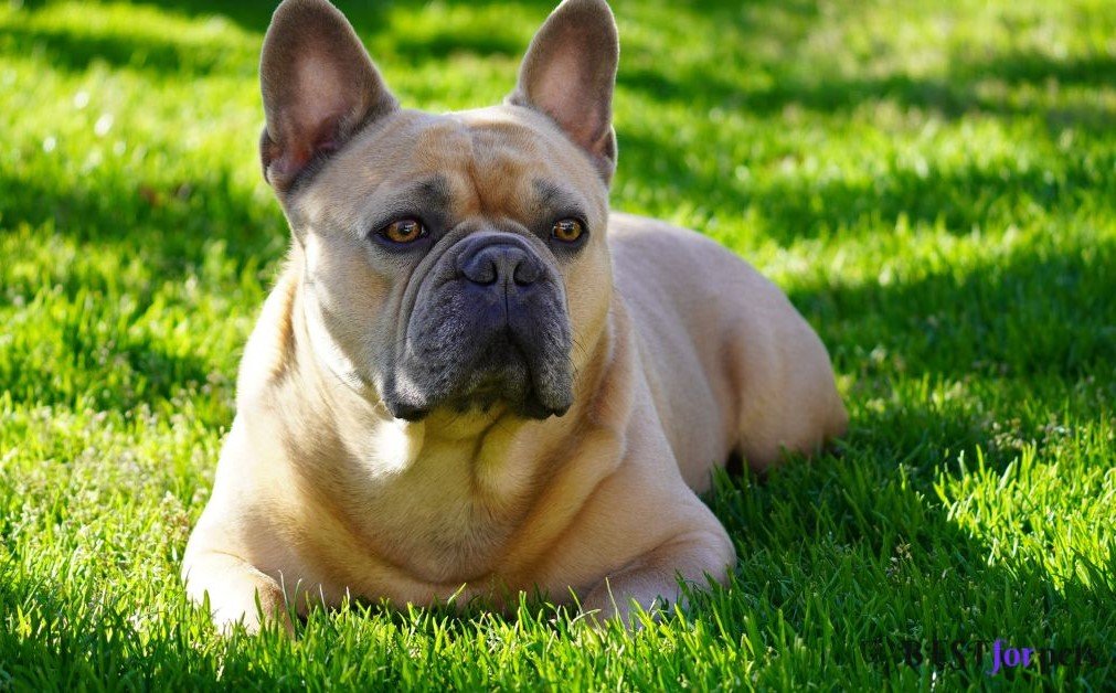 English Bulldog-Calm And Gentle Dog Breed