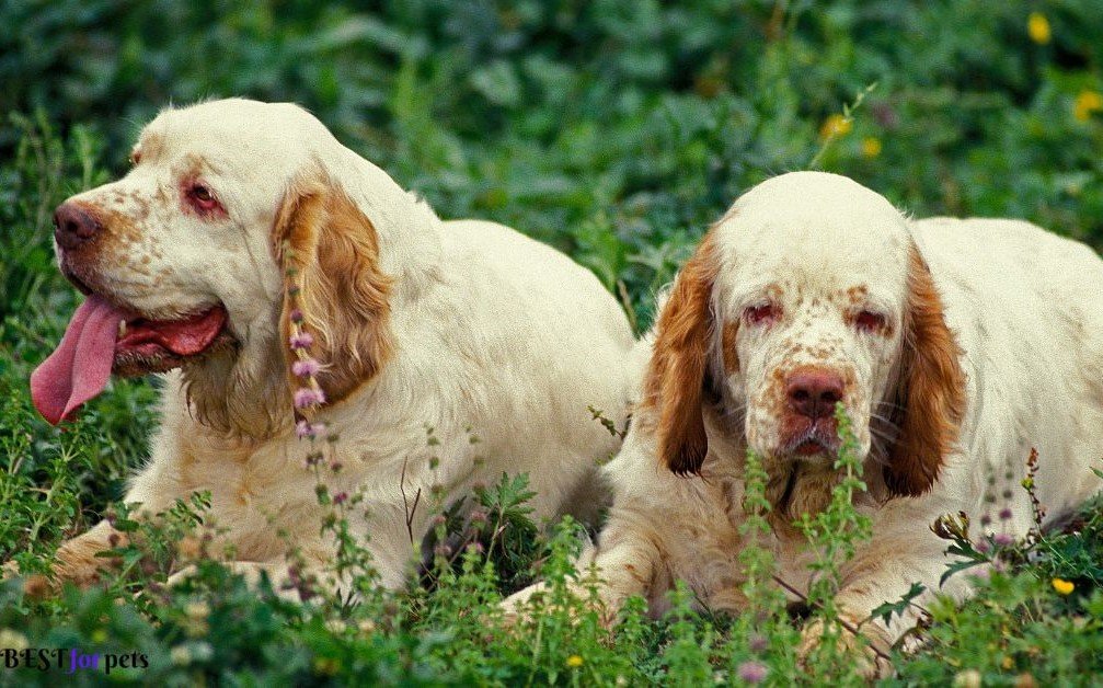 Clumber Spaniel -Calm And Gentle Dog Breed