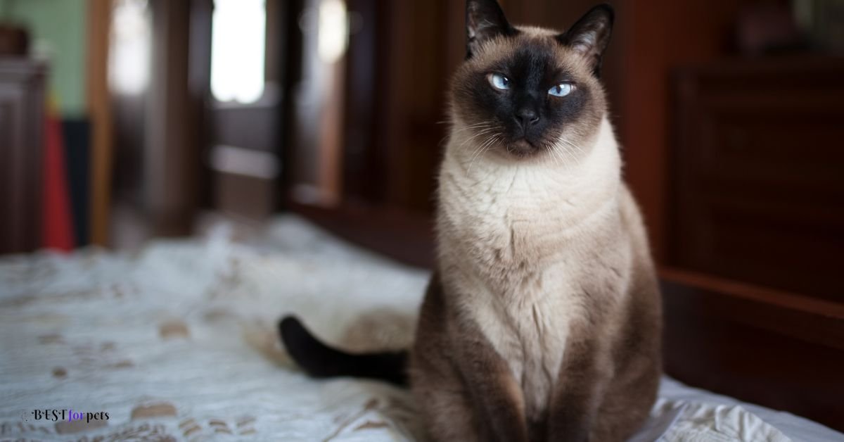 Siamese Cat - Cat Breeds That Are Highly Trainable