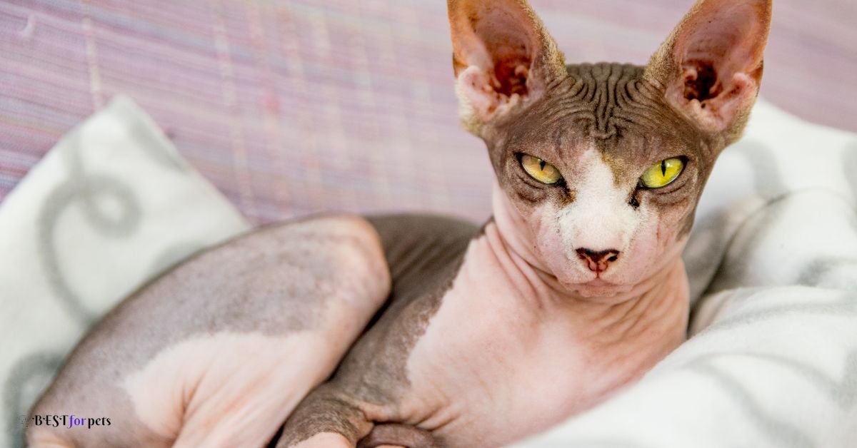 Sphynx- Cat Breeds That Are Highly Trainable