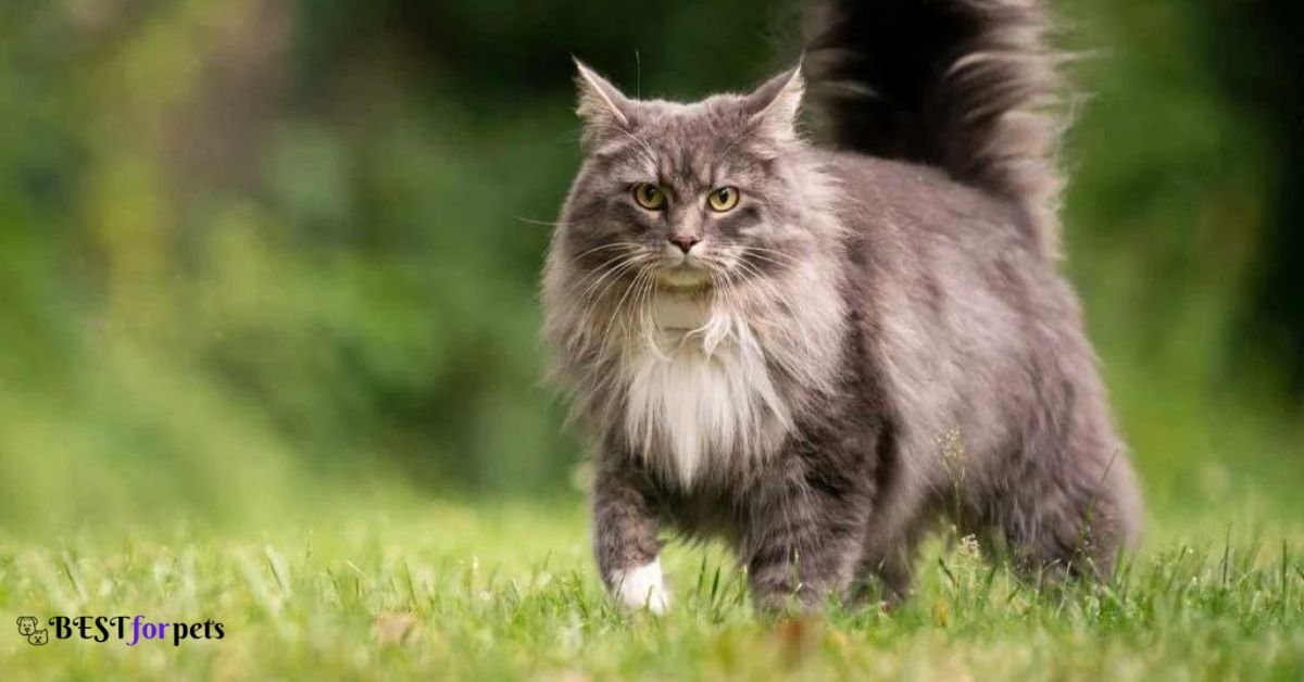 Maine Coon- Cat Breeds That Are Highly Trainable
