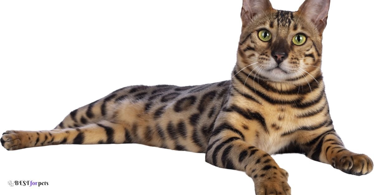 Bengal Cat - Cat Breeds That Are Highly Trainable