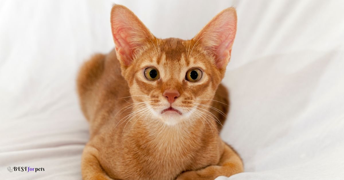 Abyssinian - Cat Breeds That Are Highly Trainable