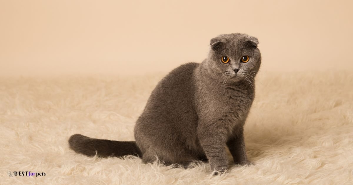 Scottish Fold- Cat Breeds That Are Highly Trainable