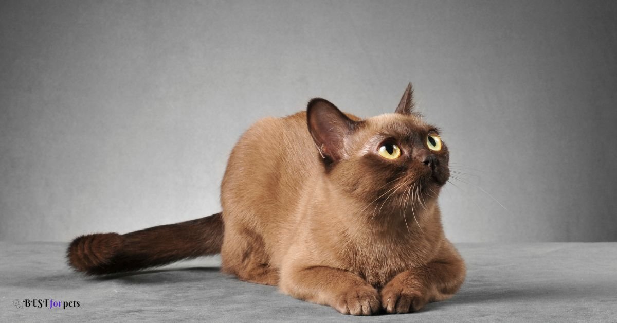 Burmese Cat - Cat Breeds That Are Highly Trainable