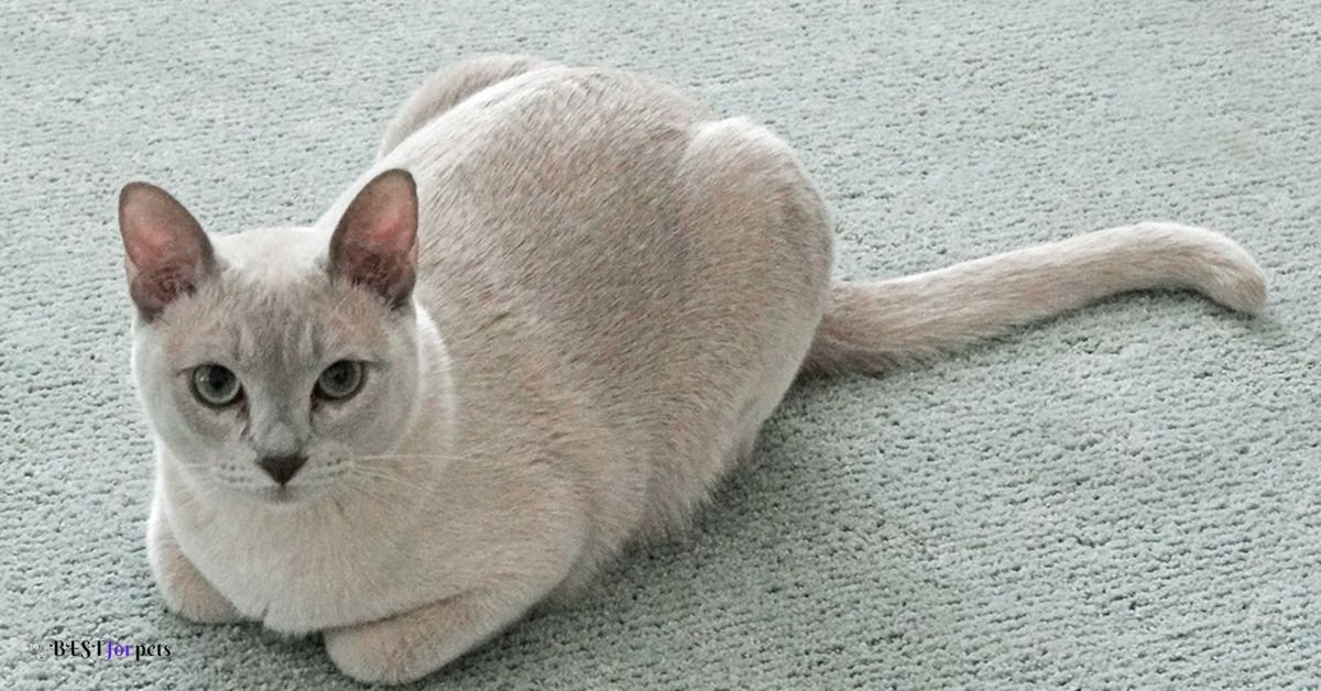 Tonkinese Cat - Cat Breeds That Are Highly Trainable