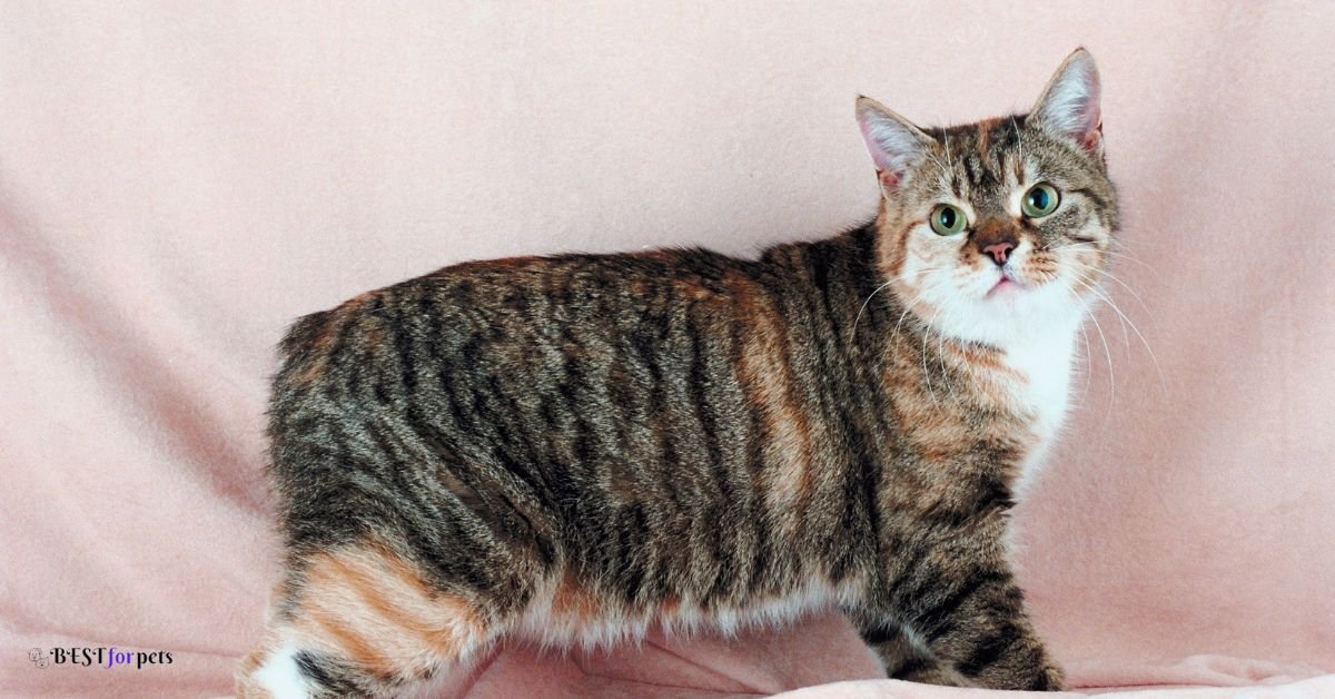 Manx Cat - Cat Breeds That Are Highly Trainable