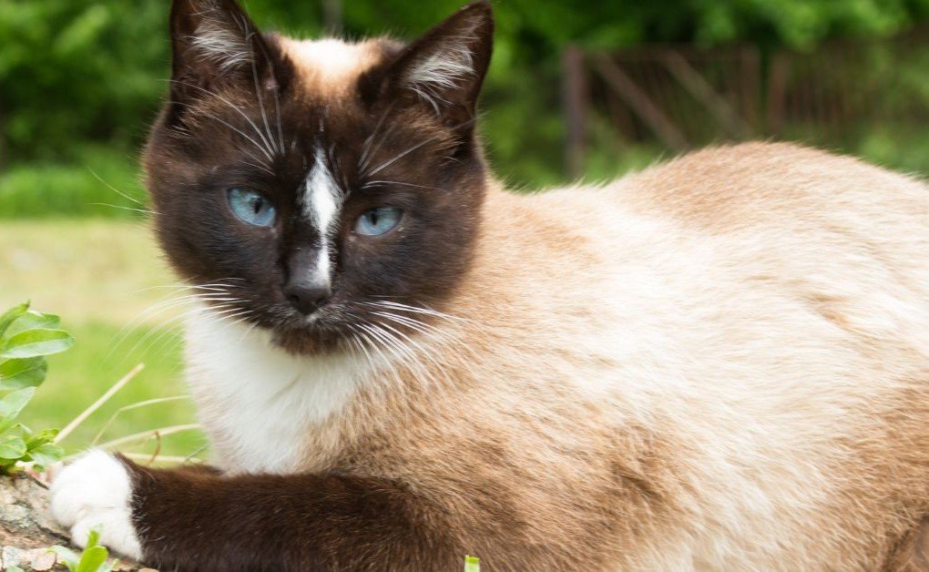 Siamese - Best Cat Breed For Apartment Living