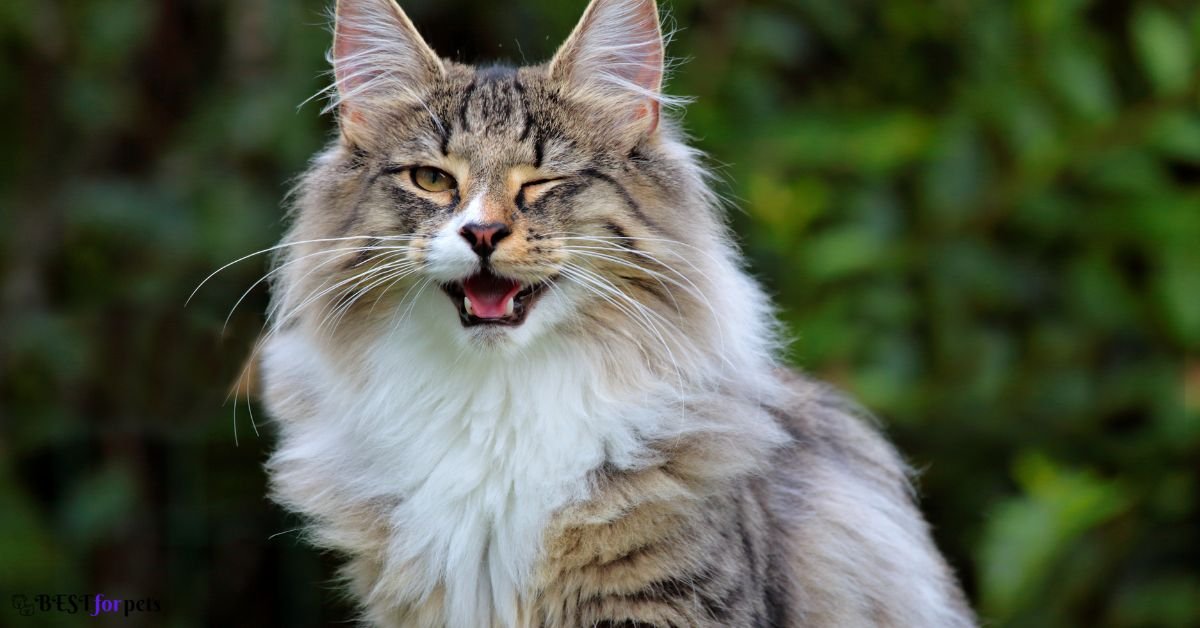 Norwegian Forest Cat- Best Cat Breed For Apartment Living