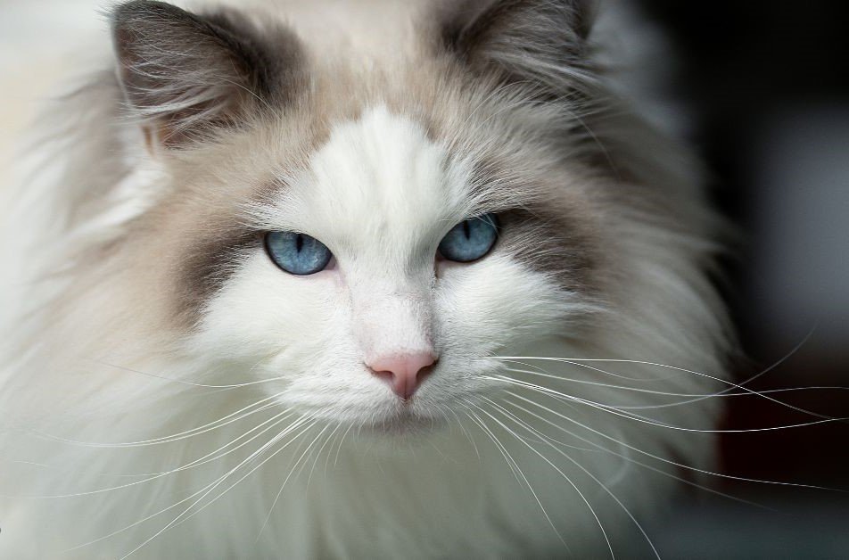 Ragdoll- Best Cat Breed For Apartment Living
