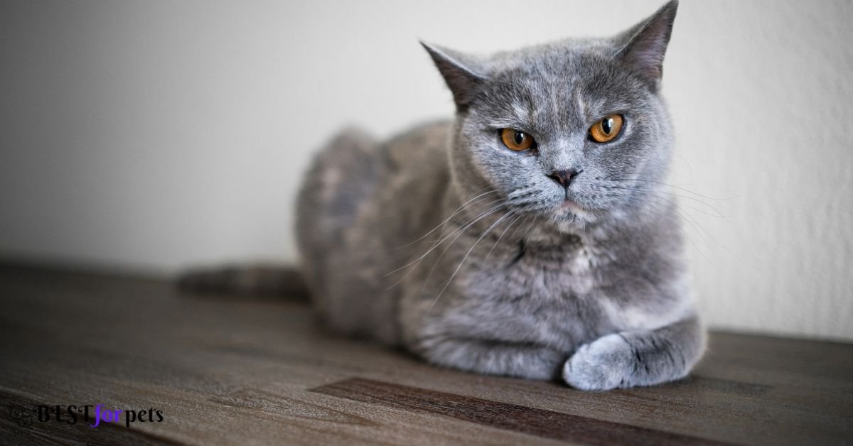 British Shorthair - Best Cat Breed For Apartment Living