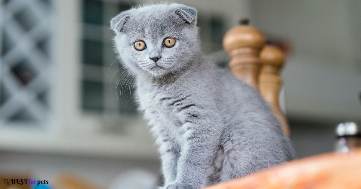 Scottish Fold - Best Cat Breed For Apartment Living