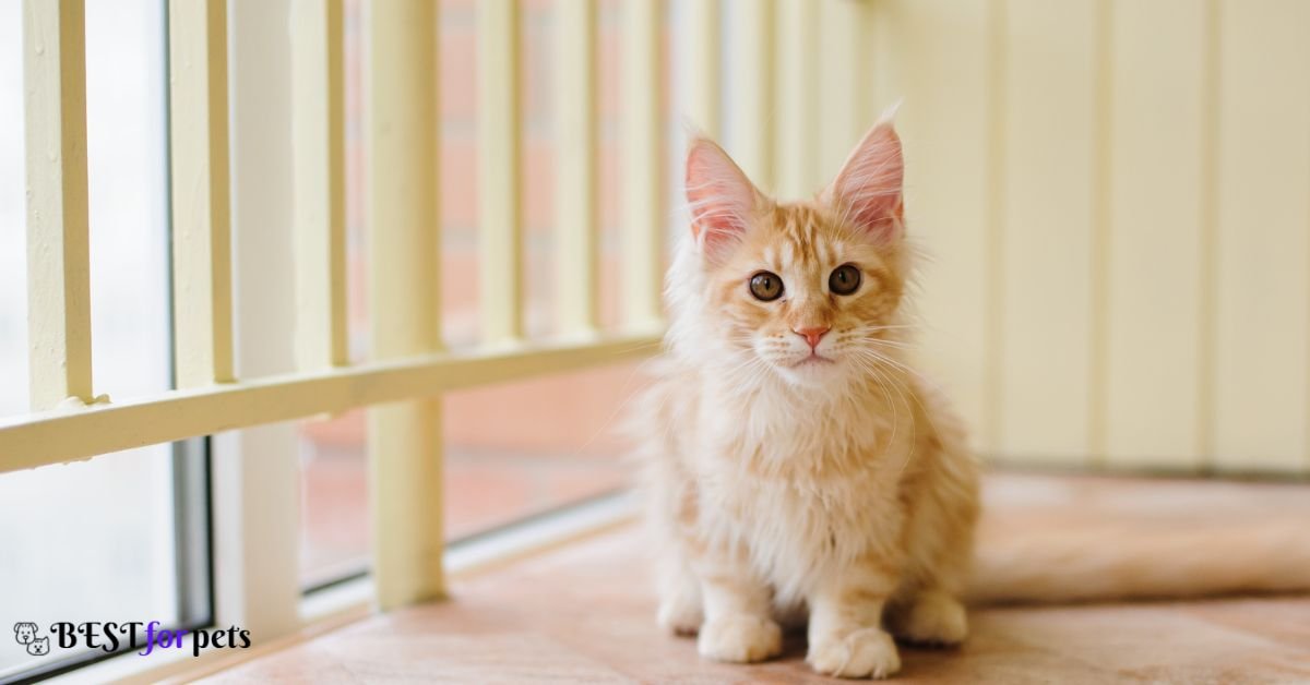 Maine Coon- Best Cat Breed For Apartment Living
