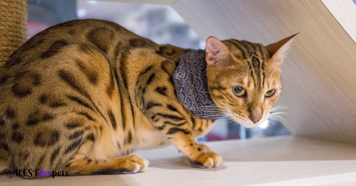 Bengal - Best Cat Breed For Apartment Living