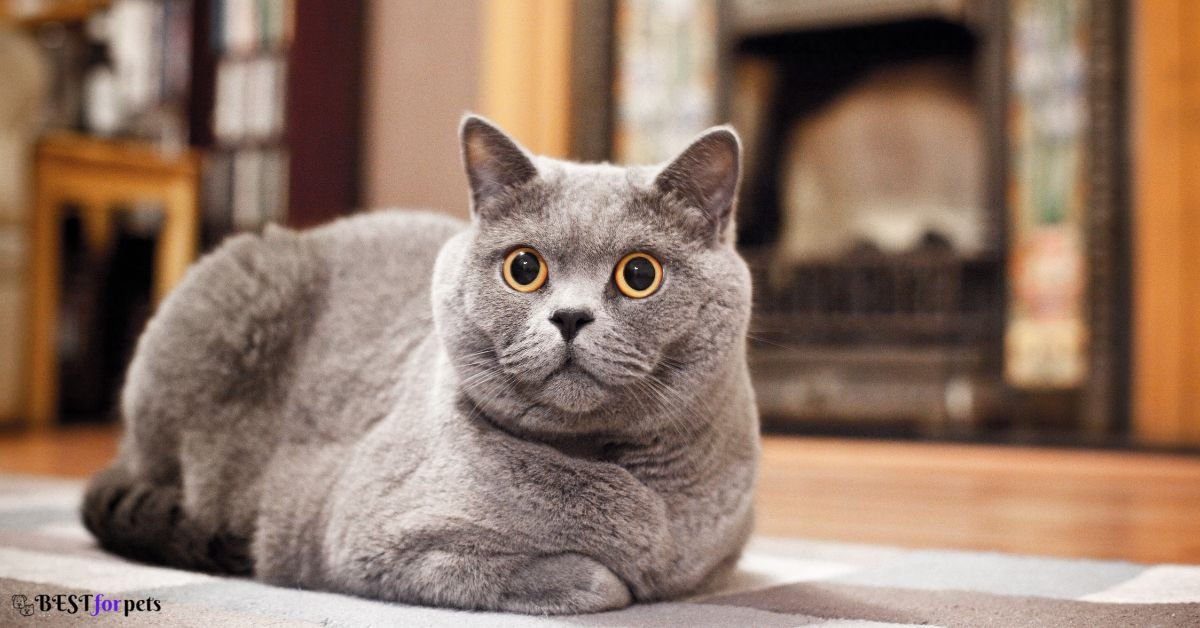 Russian Blue - Best Cat Breed For Apartment Living