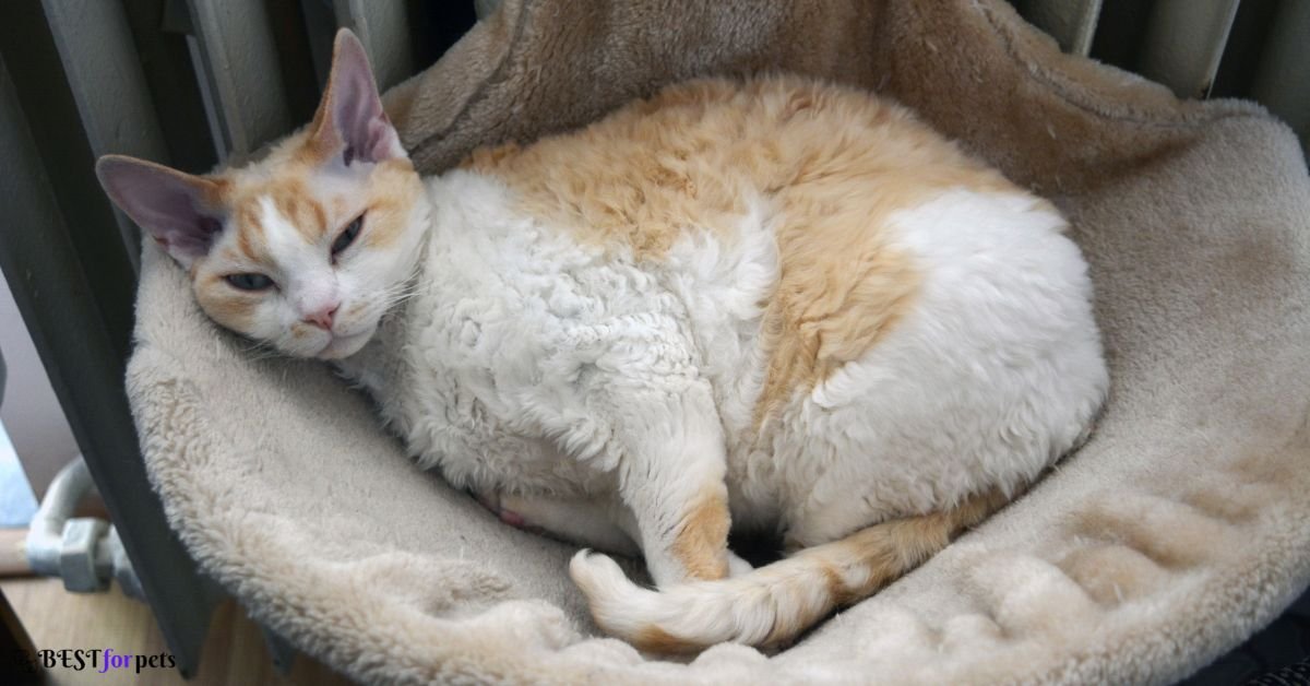 Devon Rex - Best Cat Breed For Apartment Living