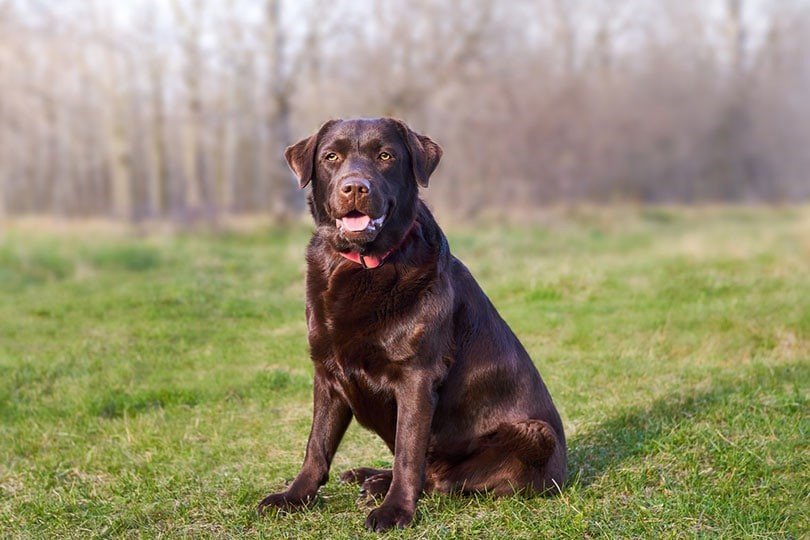 Chocolate Labrador dog breeder in india