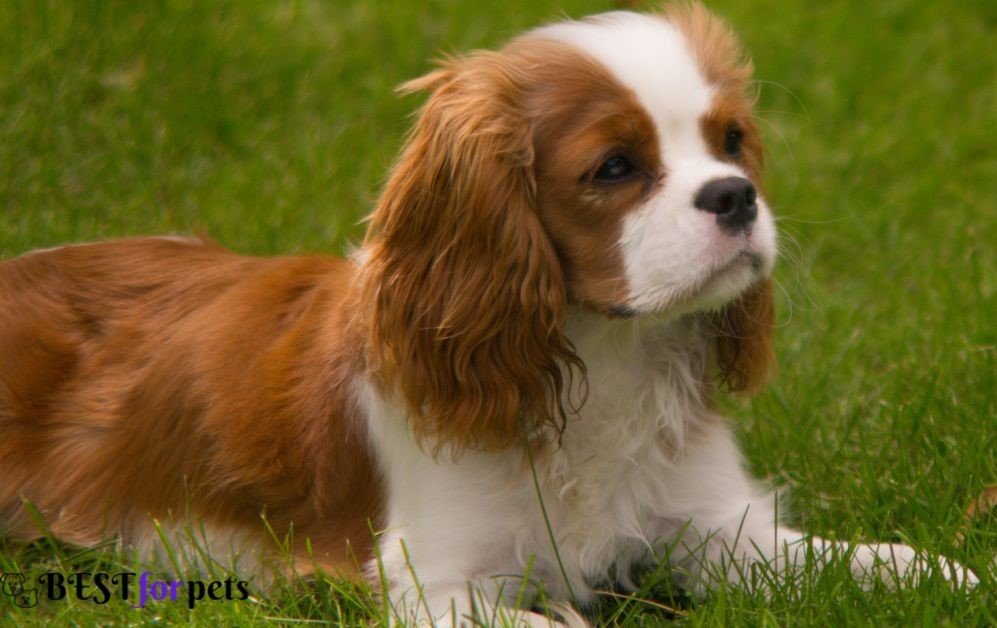 Cavalier King Charles Spaniel -Cutest Dog Breed In The World