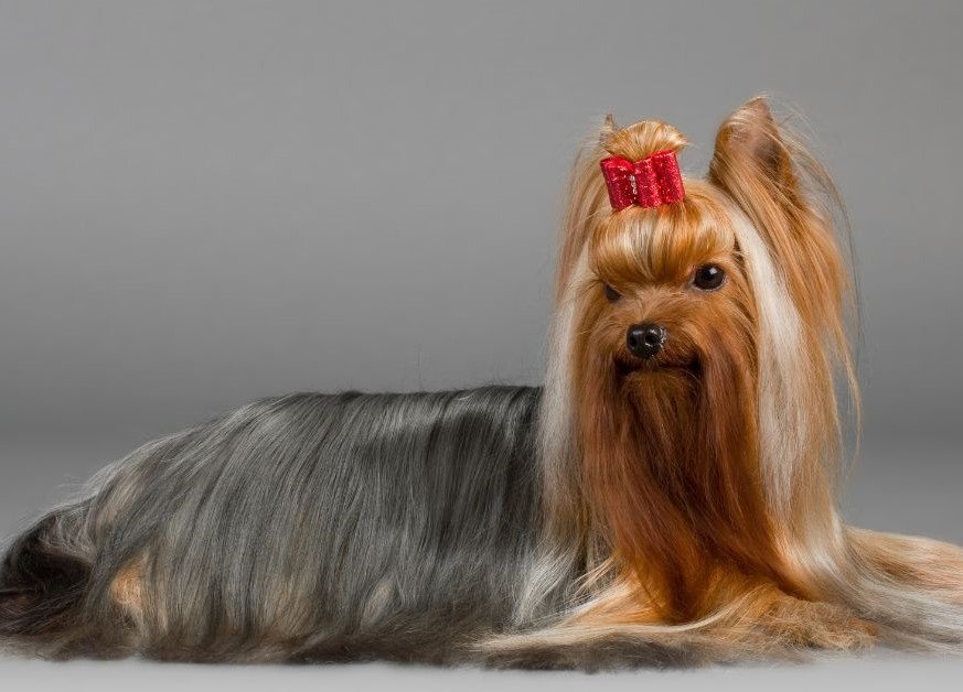 Yorkshire Terrier-Cutest Dog Breed In The World