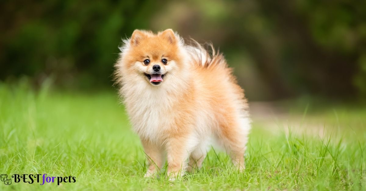 Pomeranian-Cutest Dog Breed In The World