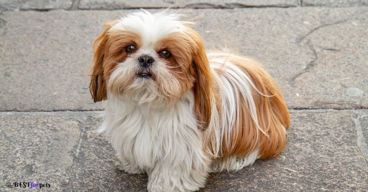 Shih Tzu-Cutest Dog Breed In The World