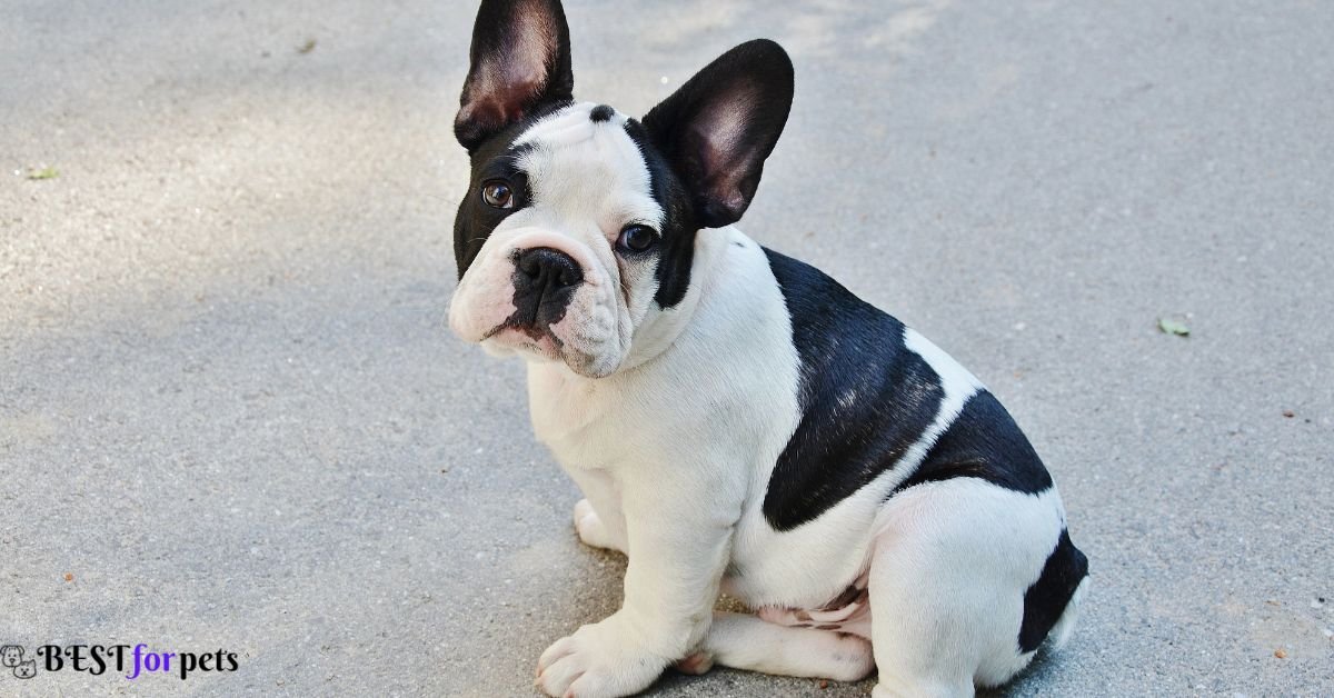 French Bulldog-Cutest Dog Breed In The World