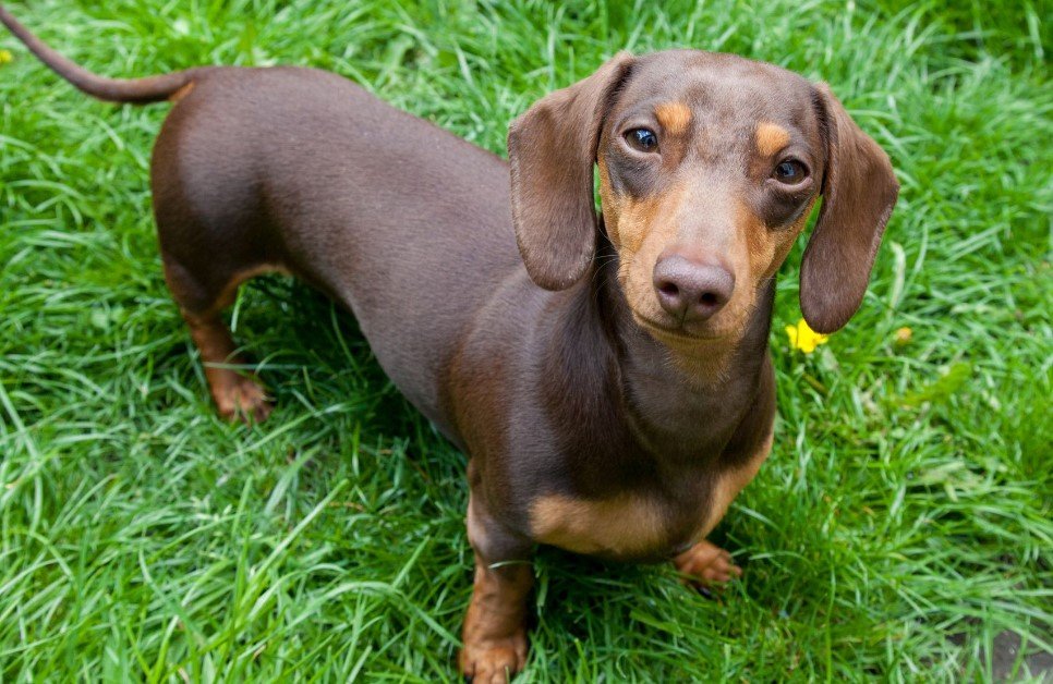 Dachshund-Cutest Dog Breed In The World