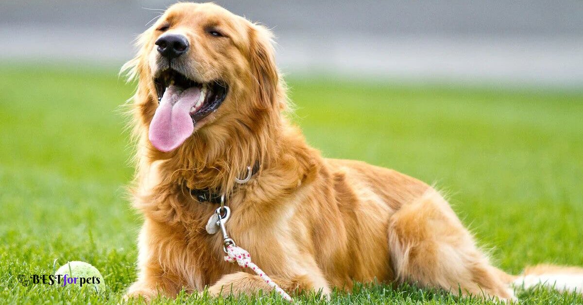 Golden Retriever-Cutest Dog Breed In The World