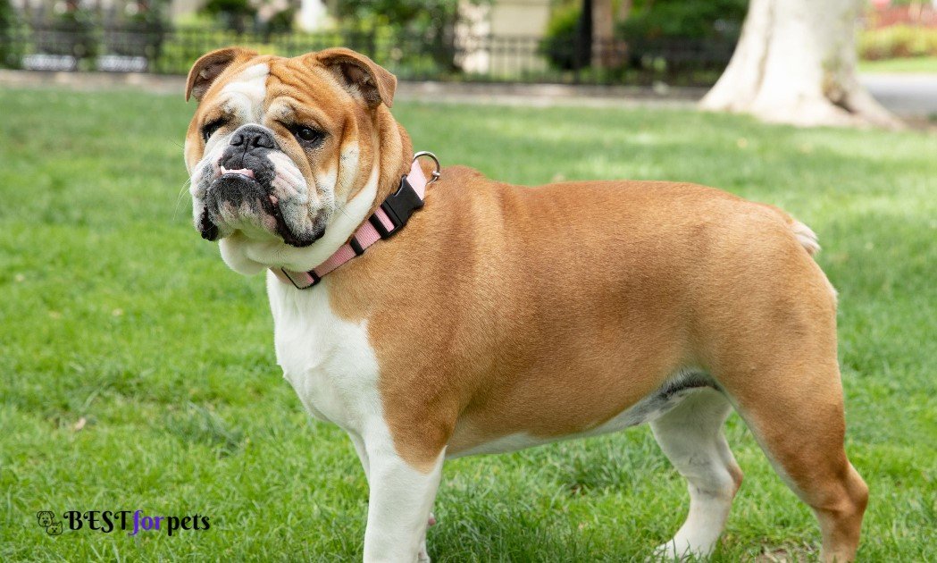 Bulldog-Biggest Dog Breed In The World