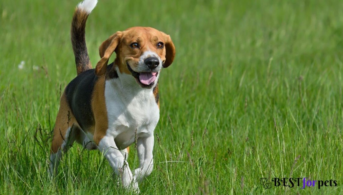 Beagle-Biggest Dog Breed In The World