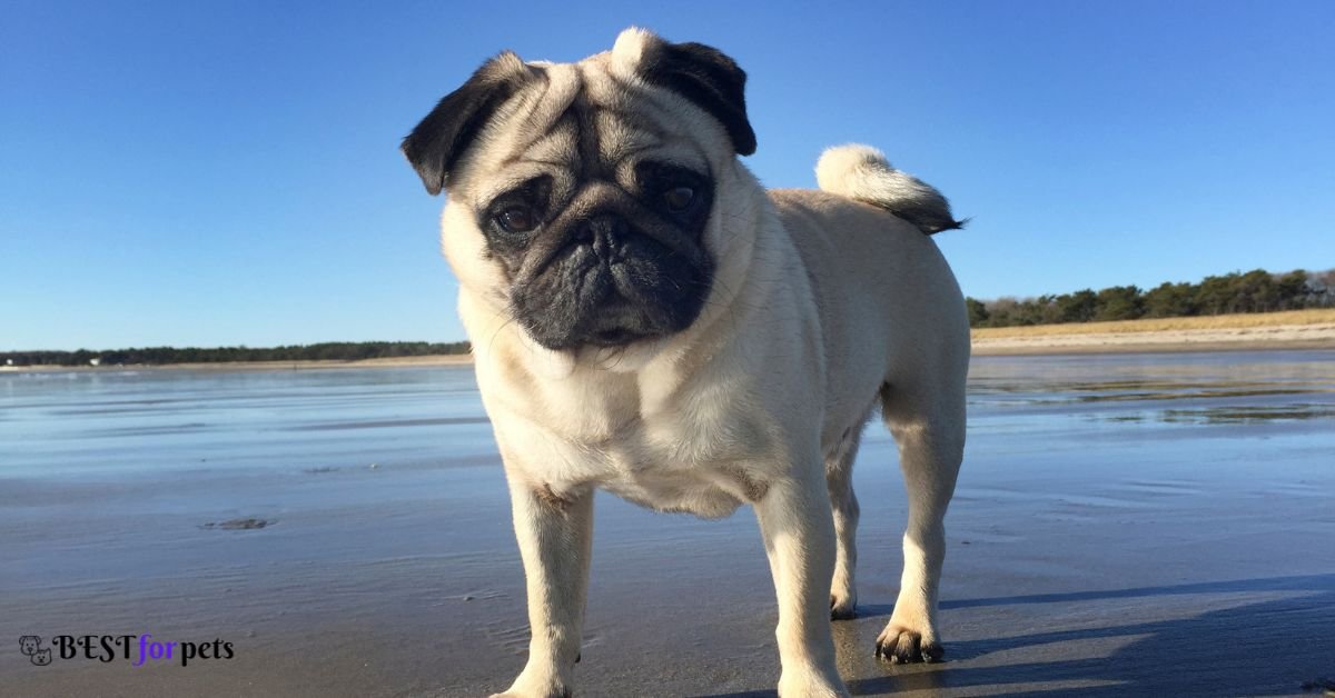 Pug-Biggest Dog Breed In The World