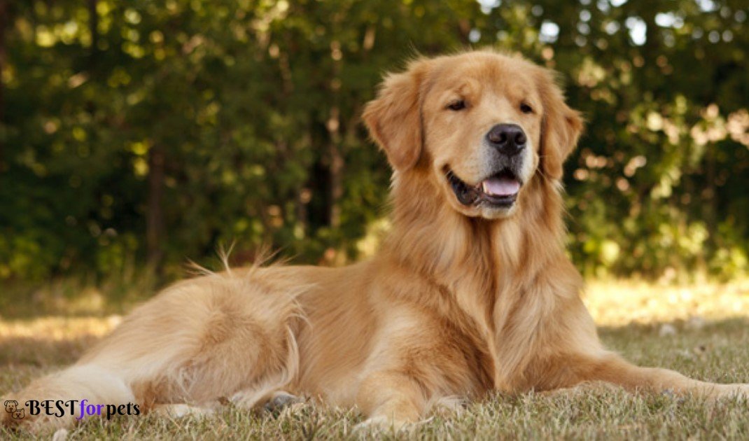 Golden Retriever-Biggest Dog Breed In The World