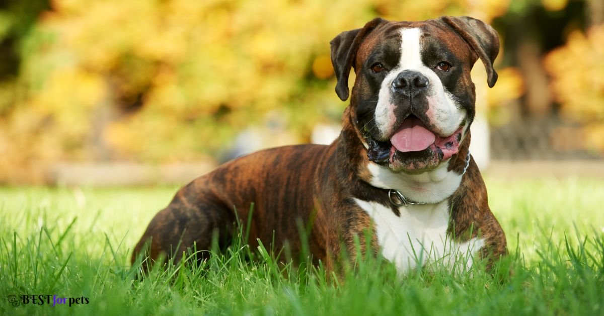Boxer - Dog Breed That Are Famous For Their Smiles