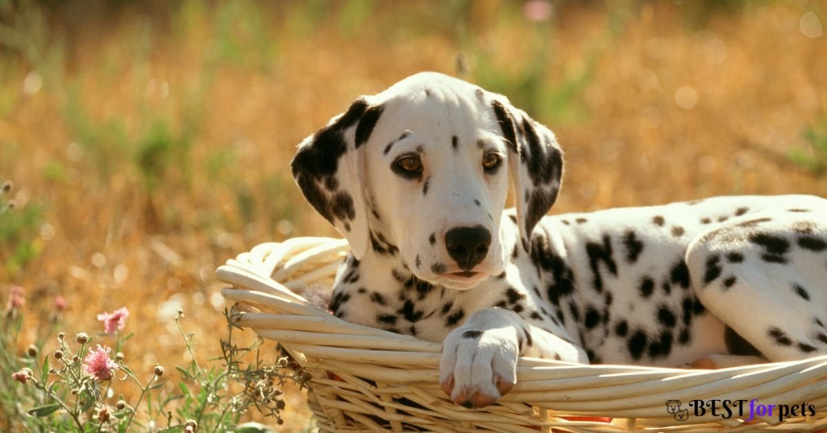 Dalmatian- Dog Breed That Are Famous For Their Smiles