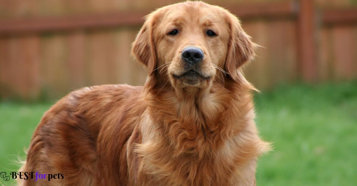 Golden Retriever - Dog Breed That Are Famous For Their Smiles