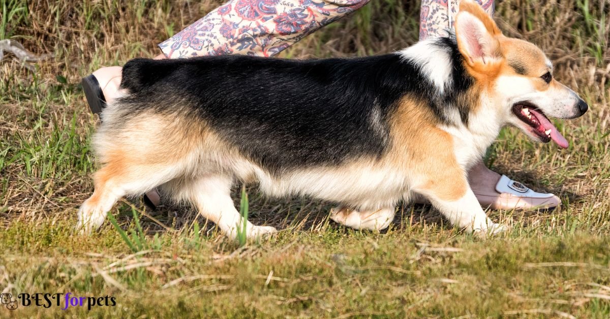 Pembroke Welsh Corgi- Dog Breed That Are Famous For Their Smiles