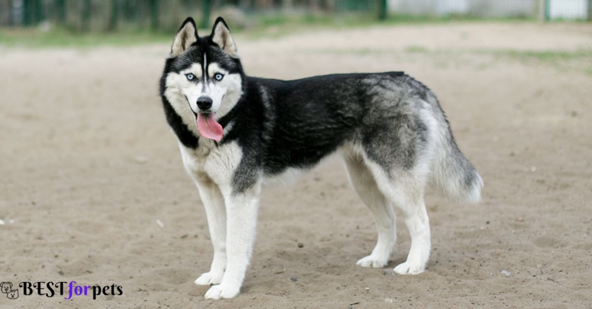 Siberian Husky- Dog Breed That Are Famous For Their Smiles