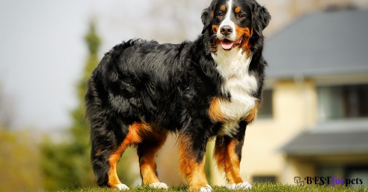 Bernese Mountain Dog- Dog Breed That Are Famous For Their Smiles