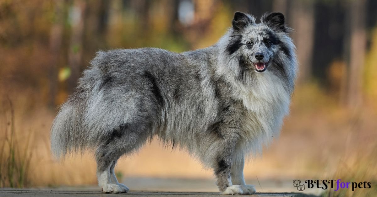 Shetland Sheepdog- Dog Breed That Are Famous For Their Smiles