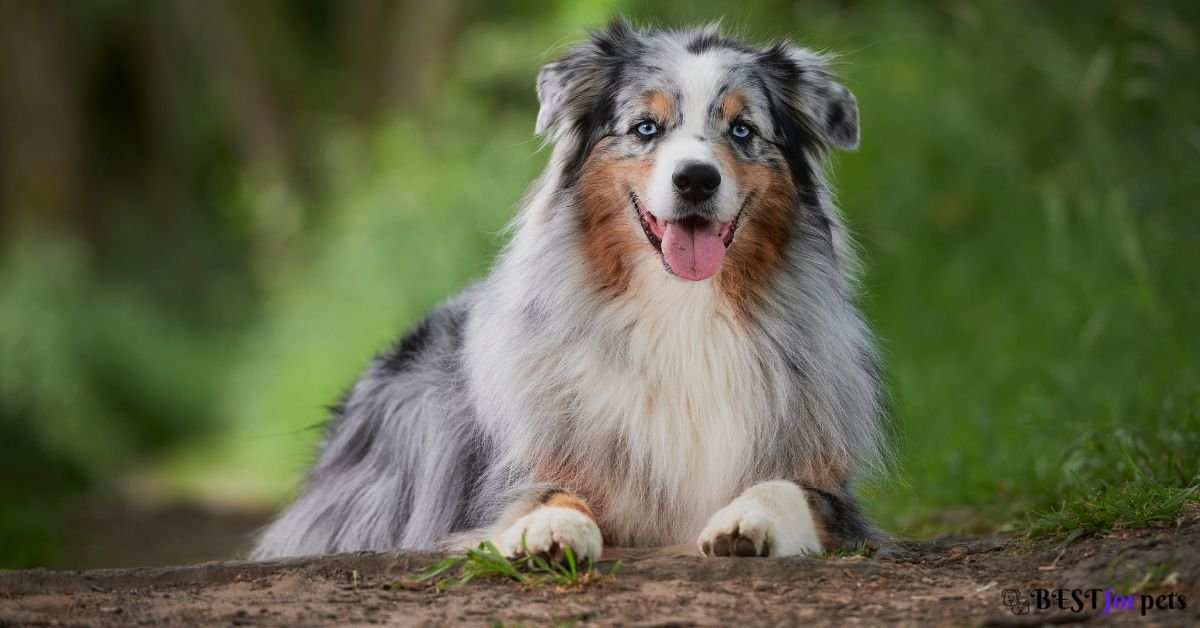 Australian Shepherd- Dog Breed That Are Famous For Their Smiles