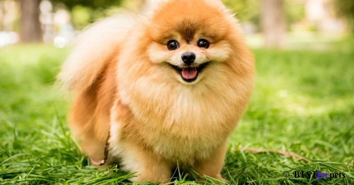 Pomeranian - Dog Breed That Are Famous For Their Smiles