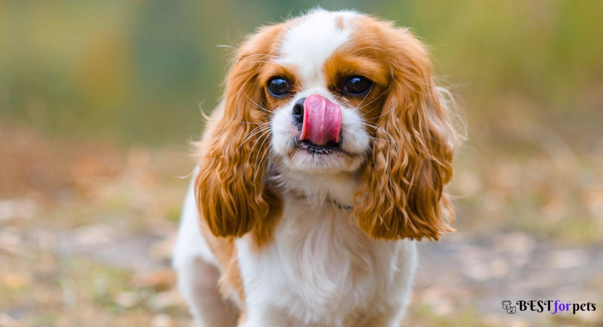 Cavalier King Charles Spaniel - Dog Breed That Are Famous For Their Smiles