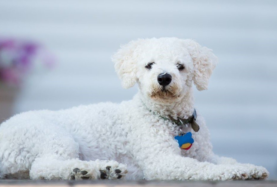 Bichon Frise-Dog Breed That Are Good With Children