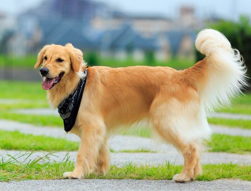 Golden Retriever-Dog Breed That Are Good With Children