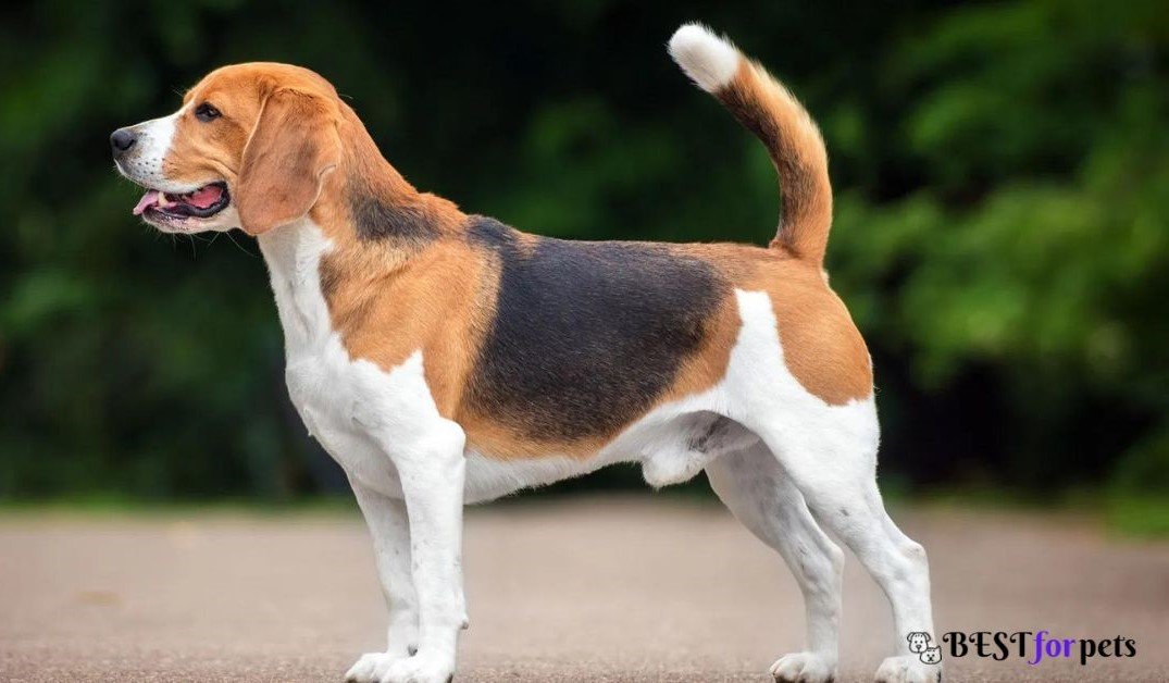 Beagle-Dog Breed That Are Good With Children