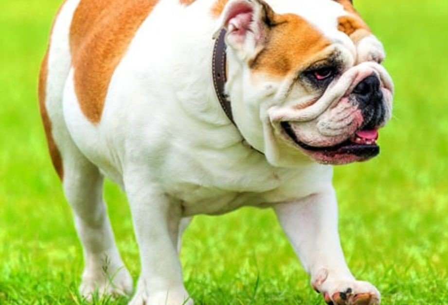 Bulldog-Dog Breed That Are Good With Children